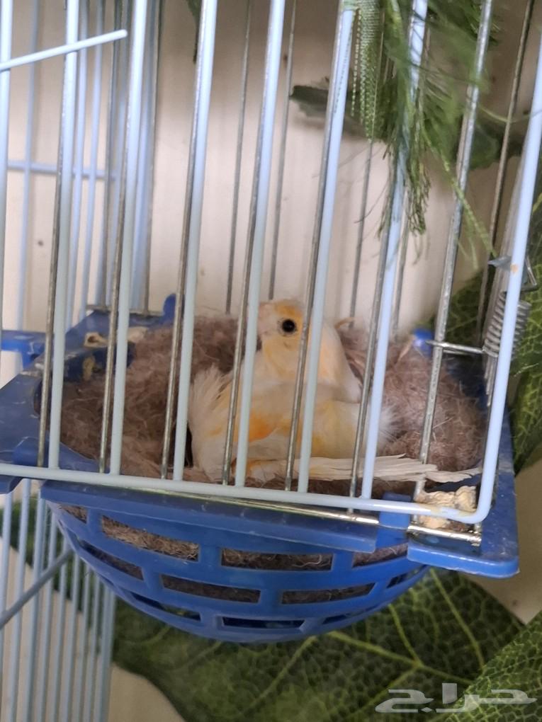 A female canary ready to nest ((Sold))631795879115541112