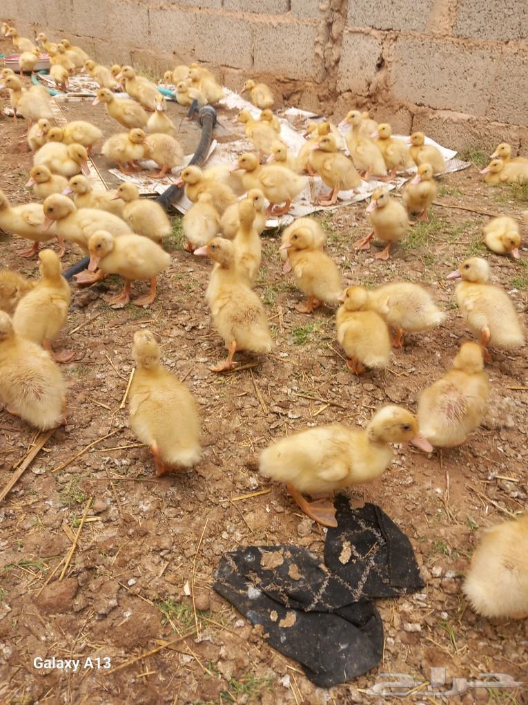 500 10-day-old Beijing duck sauce63180094516865113