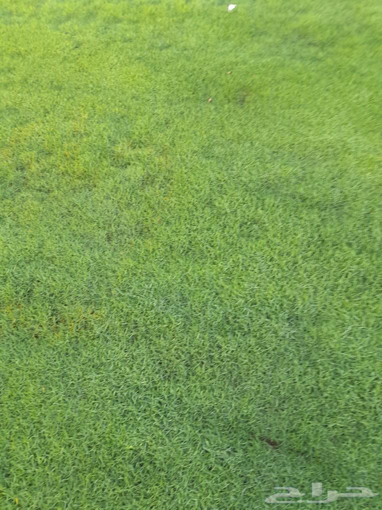 Thil Si 2000, clean and natural site, Al-Kharj63181033756929114