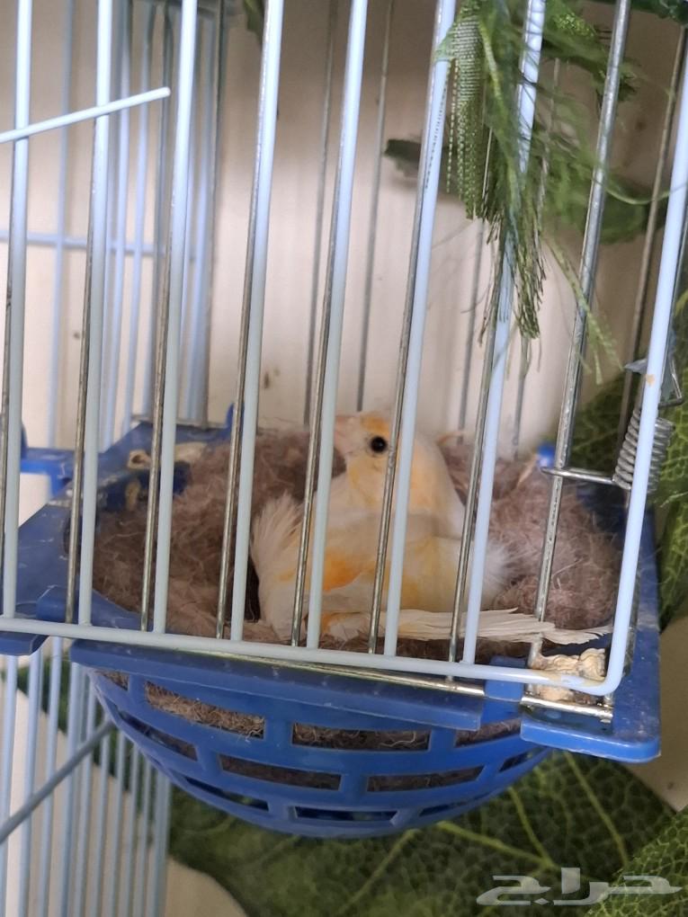A female canary ready to nest ((Sold))63179587911554111
