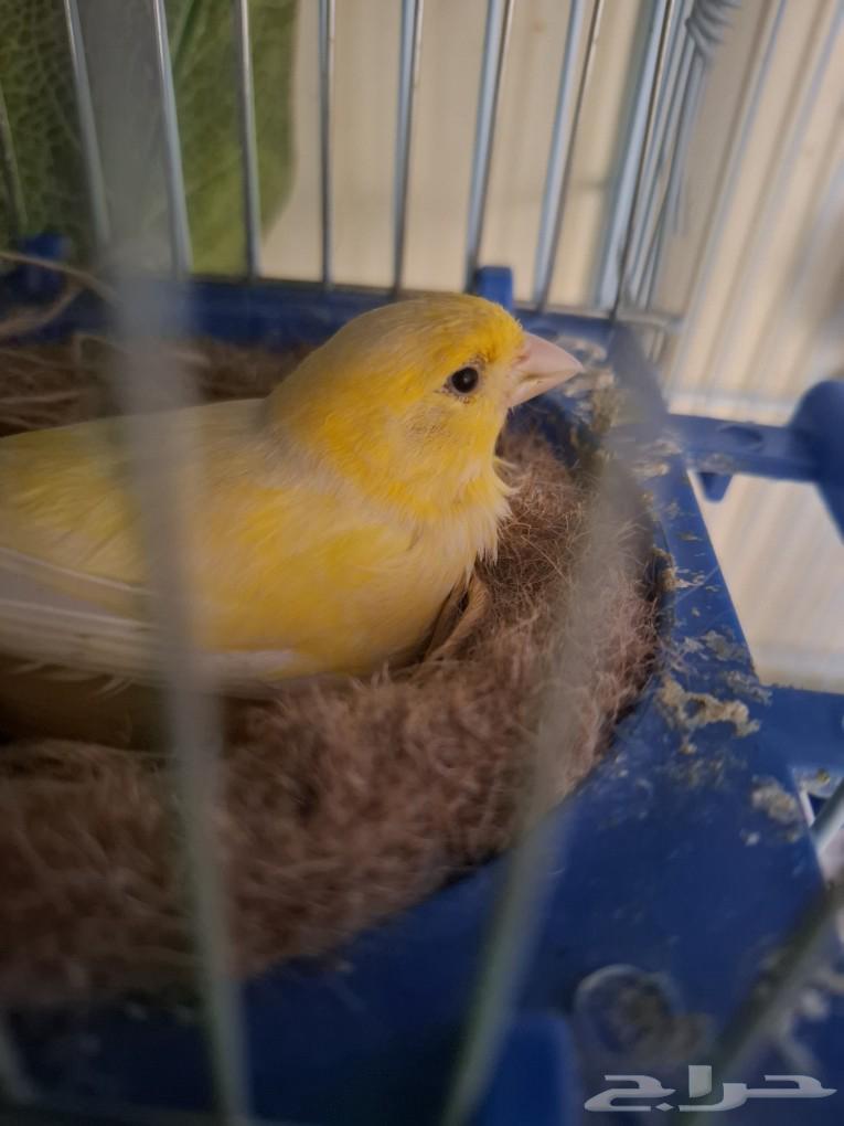 A female canary with two chicks underneath ((Sold))63180578889346112