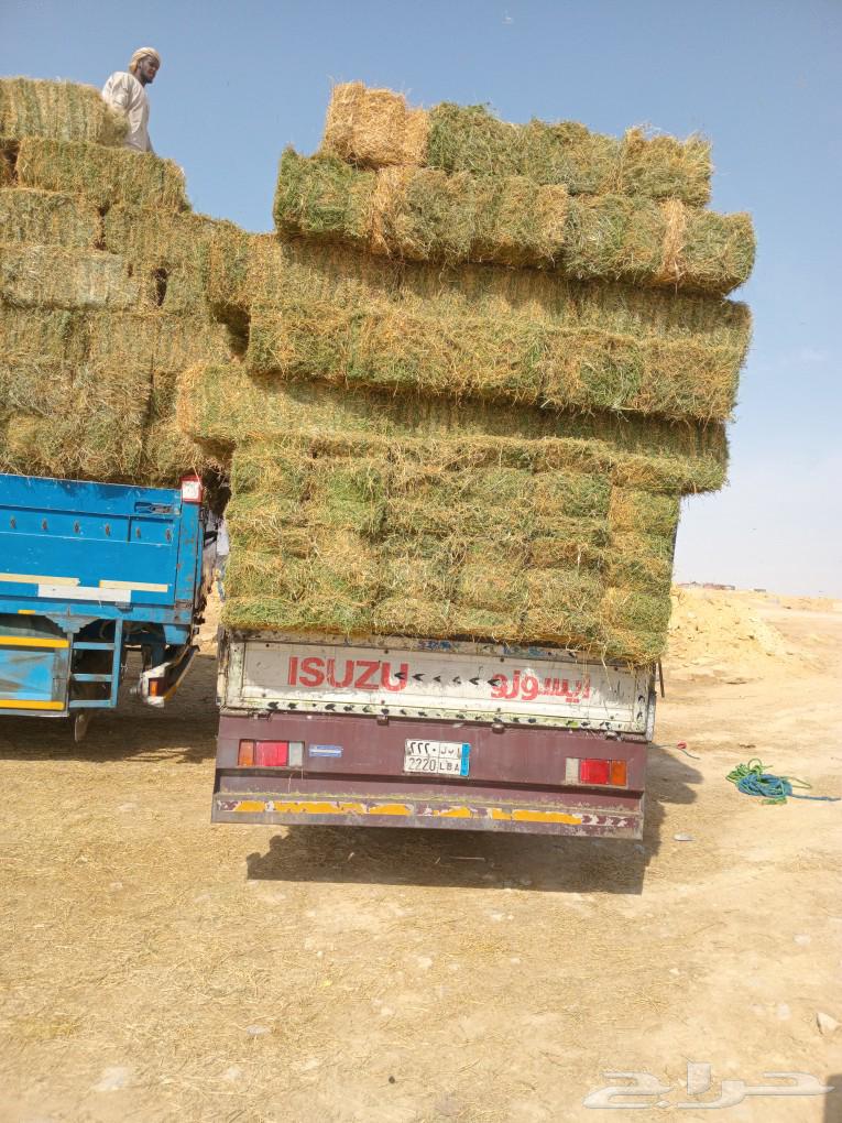 الرياض. برسيم. طبرجل.الرياض. برسيم الشد90. وصافي. وطيب. مره63180079544449111