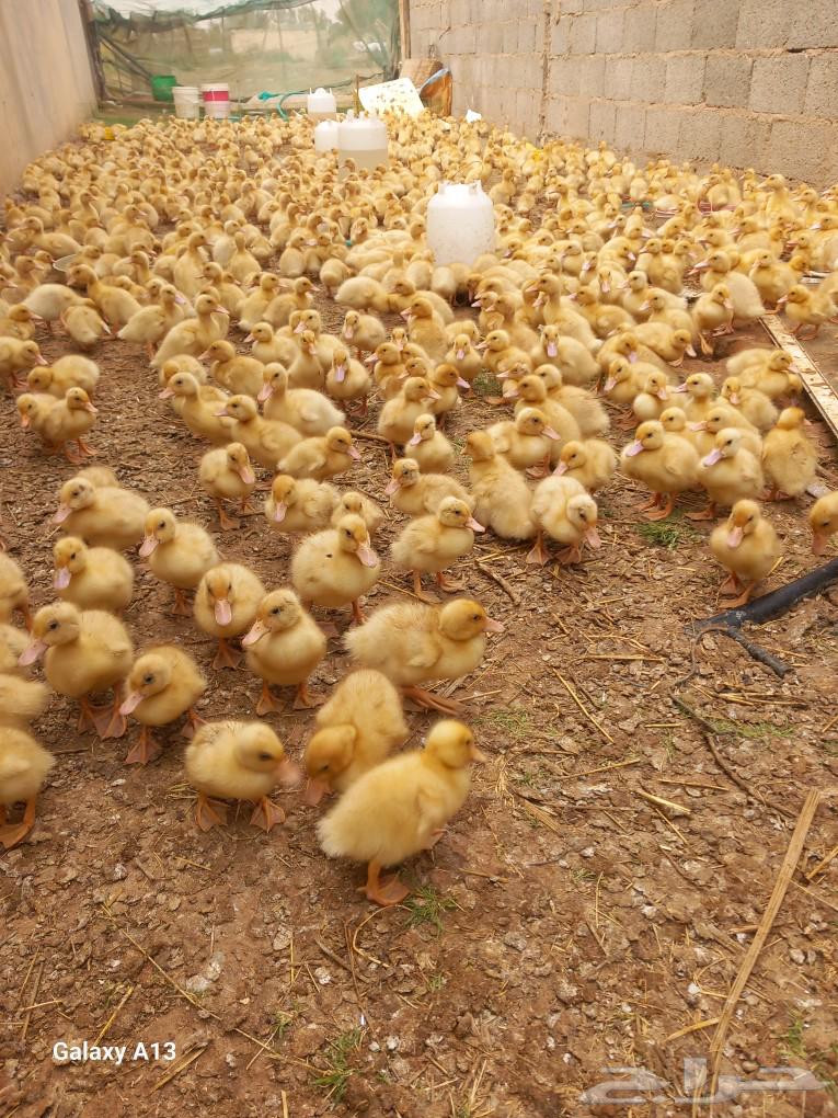 500 10-day-old Beijing duck sauce631800945168651111