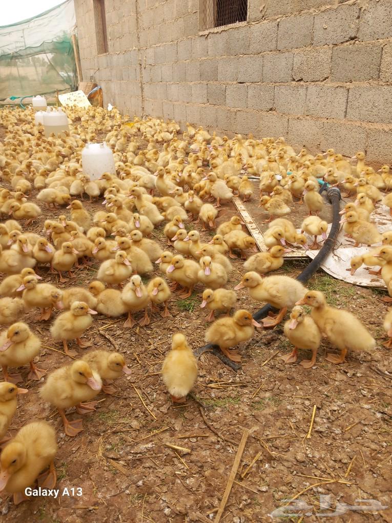 500 10-day-old Beijing duck sauce63180094516865111