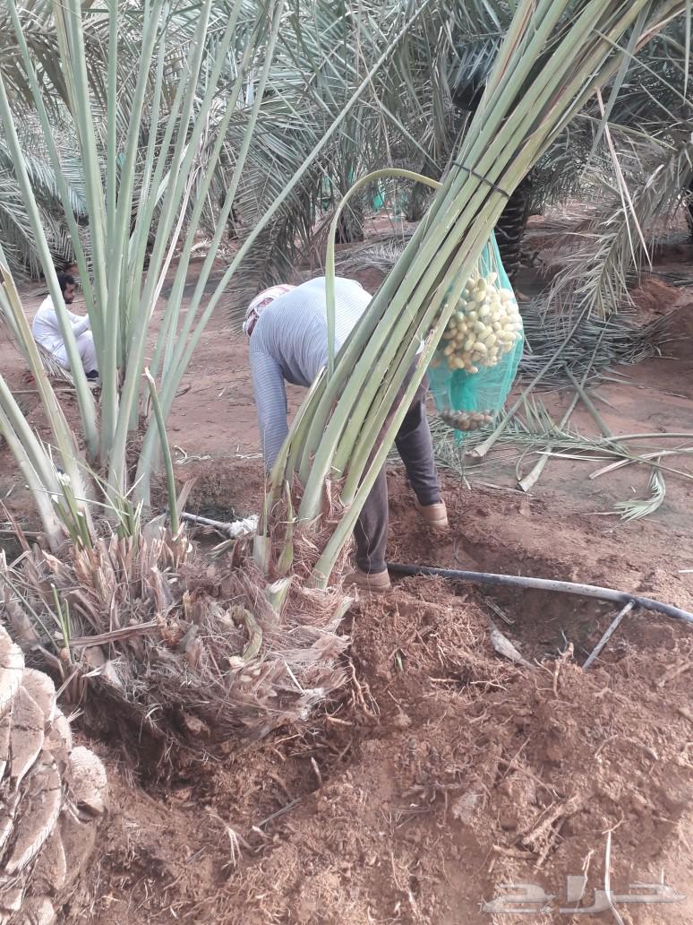 Palm trees for sale, all types63179111806851113