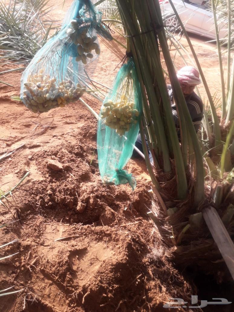 Palm trees for sale, all types63179111806851114