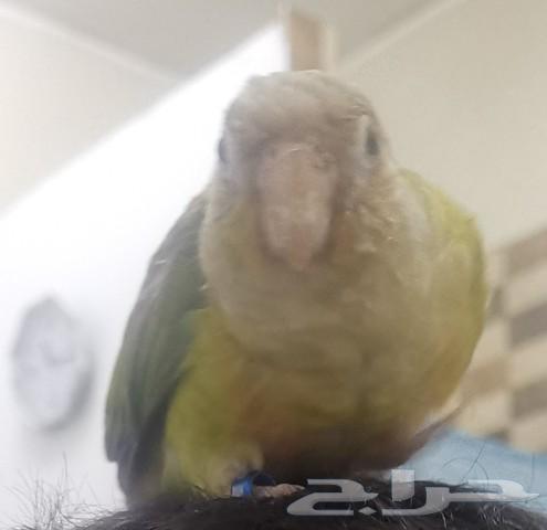 Pineapple yogurt is missing in Melz.63171496745858112