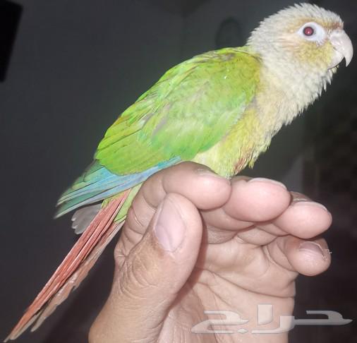 Pineapple yogurt is missing in Melz.63171496745858111