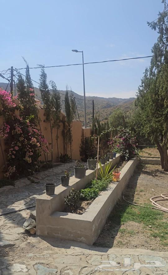 Villa for rent in Mishniya63014746695939113