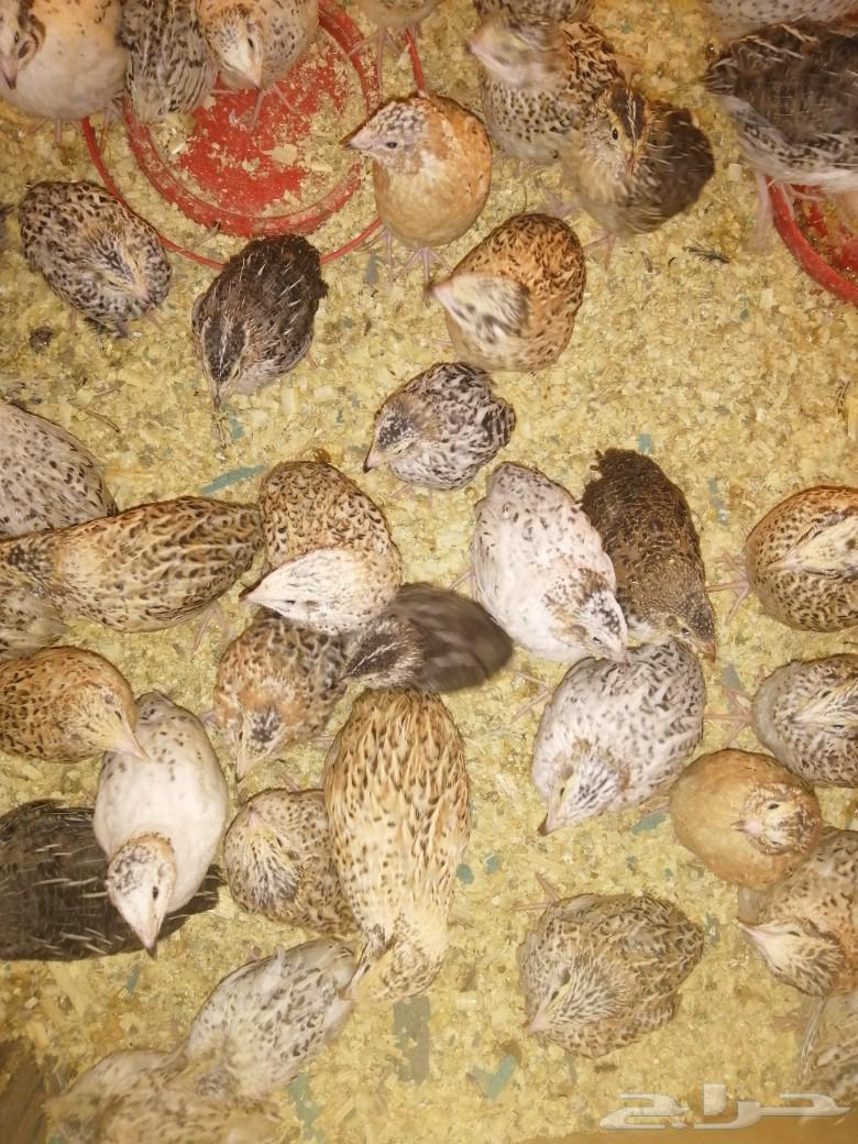 بيض سمان كريمي63172872541825111