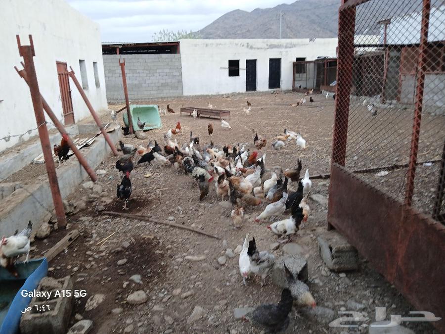 Local chickens for sale, 2 hatcheries with about 9 chicks nearby63134722609281111