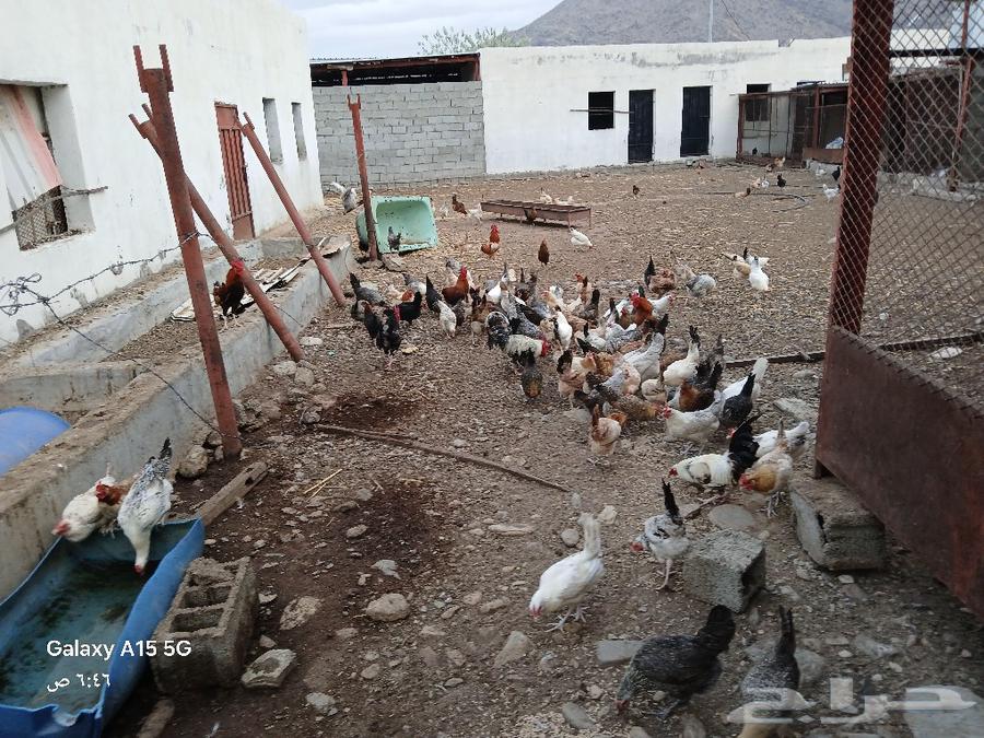 Local chickens for sale, 2 hatcheries with about 9 chicks nearby63134722609281112