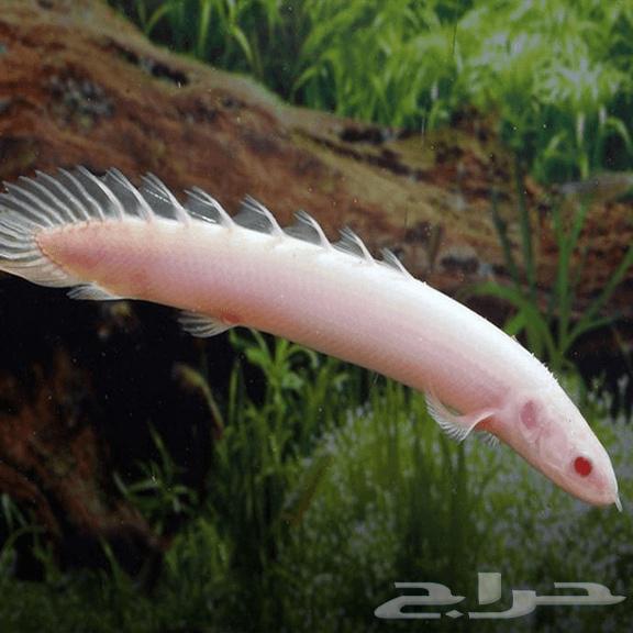 A luxurious collection of marine and freshwater ornamental fish has arrived.63134736195075114