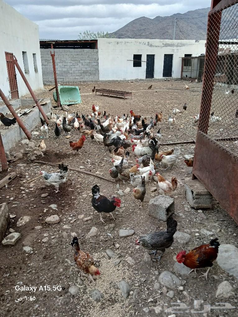 Local chickens for sale, 2 hatcheries with about 9 chicks nearby63134722609281113