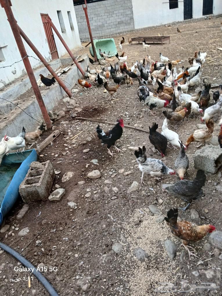 Local chickens for sale, 2 hatcheries with about 9 chicks nearby631347226092811116