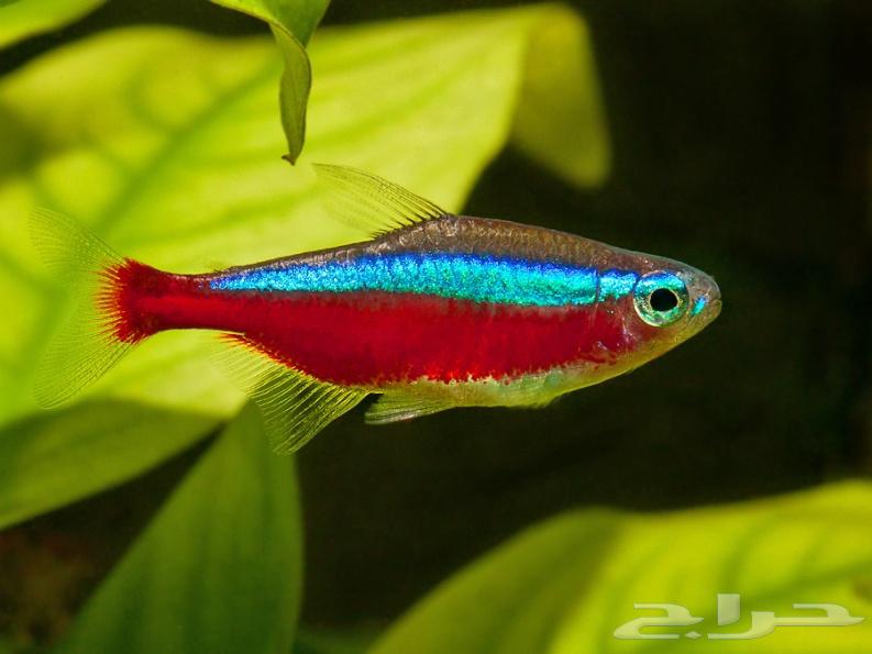 A luxurious collection of marine and freshwater ornamental fish has arrived.63134736195075111