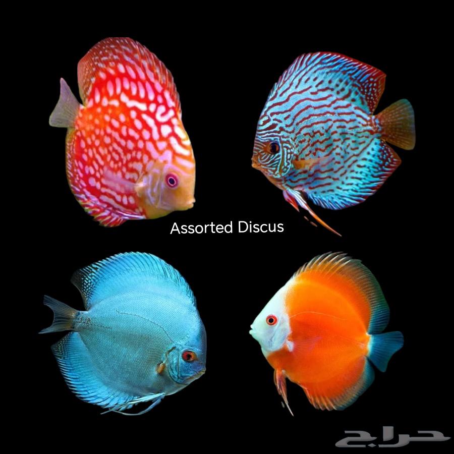 A luxurious collection of marine and freshwater ornamental fish has arrived.63134736195075113