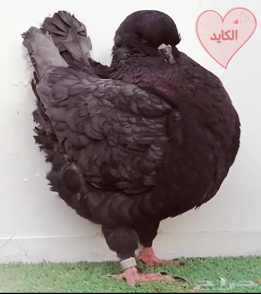 زوج مودينا اندونيشن63128320183043110