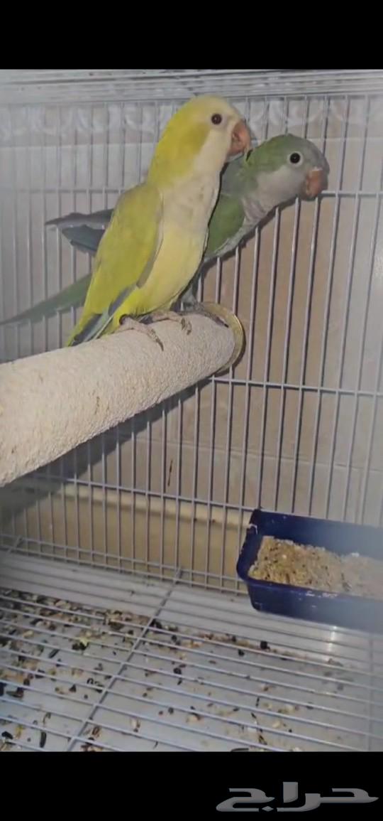 Bird Type  qucar63128356854147112