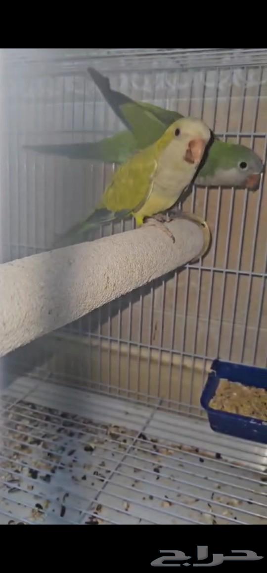 Bird Type  qucar63128356854147111