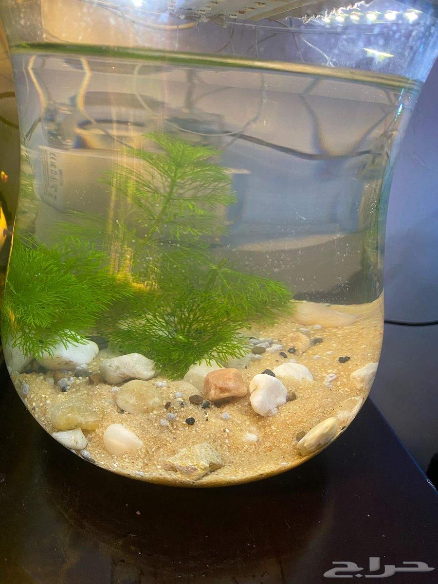 aquarium for sale with shrimp63126754342017112