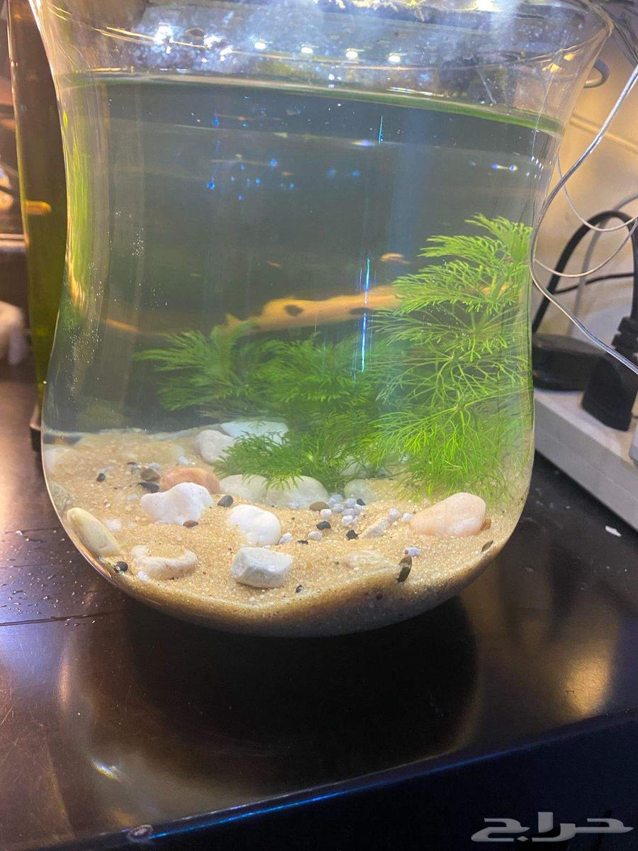 aquarium for sale with shrimp63126754342017111