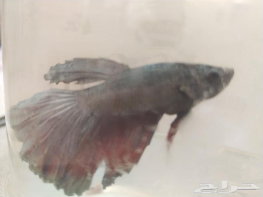 fish63126763692930112