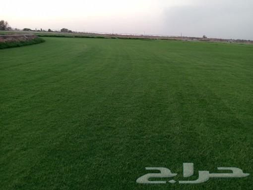 تي سي 2000 صافو طبيعي الموقع الخارج63124861447681112