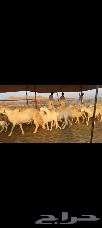 I present to you 60 fine quality freedom sheep, with 57 underneath.63489064770689111