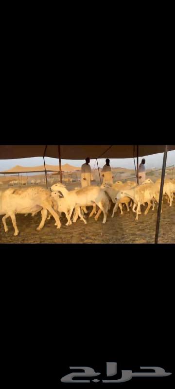 I present to you 60 fine quality freedom sheep, with 57 underneath.63489064770689114