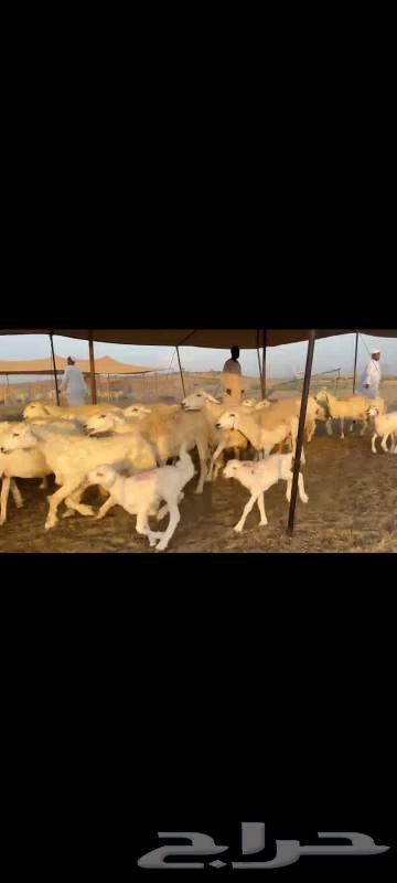 I present to you 60 fine quality freedom sheep, with 57 underneath.63489064770689111