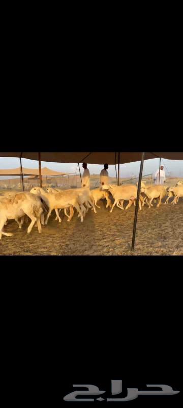 I present to you 60 fine quality freedom sheep, with 57 underneath.63489064770689113