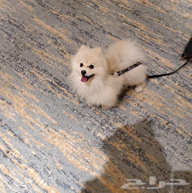 Beautiful Pomeranian dog for sale63123395980289113