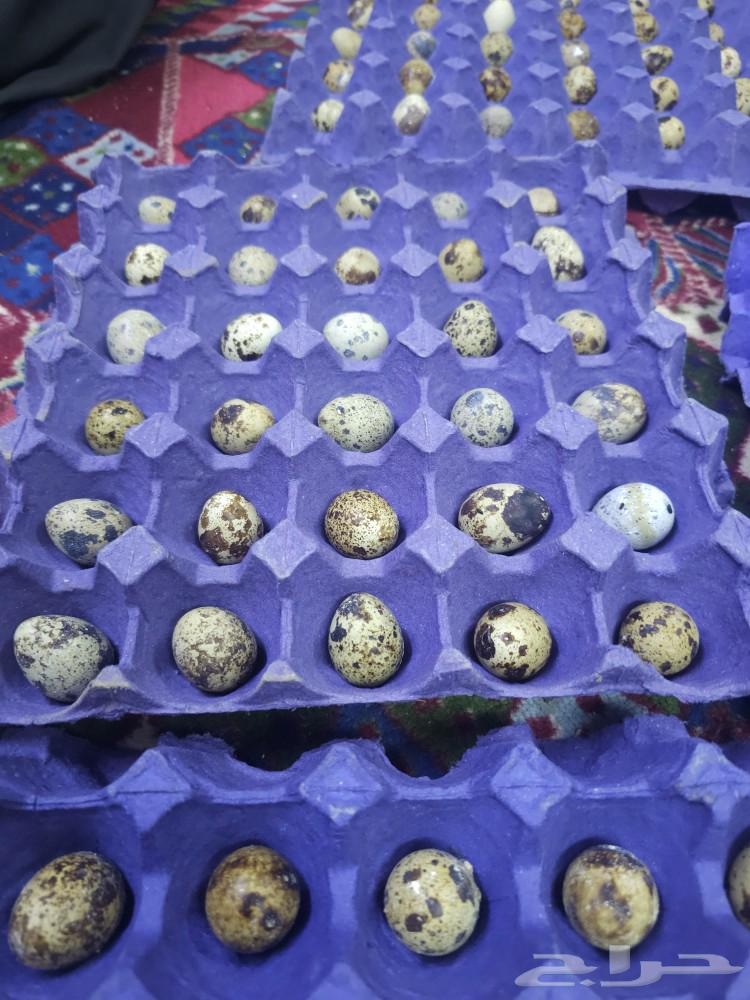Quail eggs631237733340191118