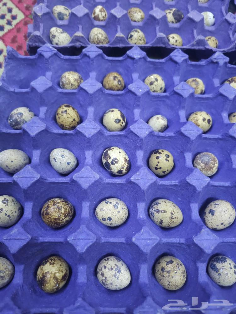 Quail eggs63123773334019111