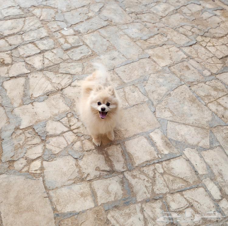 Beautiful Pomeranian dog for sale63123395980289112