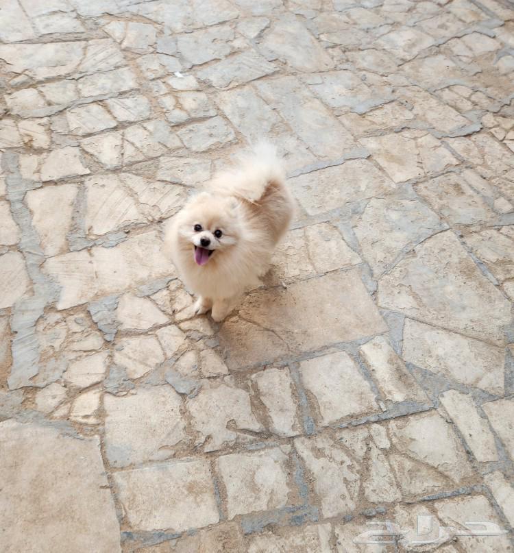 Beautiful Pomeranian dog for sale63123395980289111