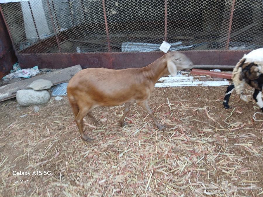 Sawakni sheep, the tooth is a collector and the site is poets.63121180413570113