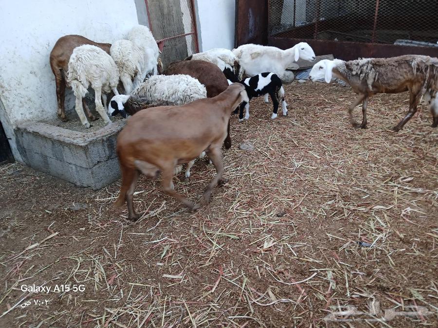 Sawakni sheep, the tooth is a collector and the site is poets.631211804135701129