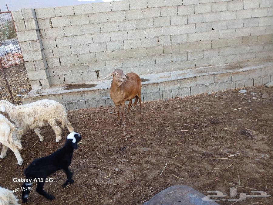 Sawakni sheep, the tooth is a collector and the site is poets.63121180413570111