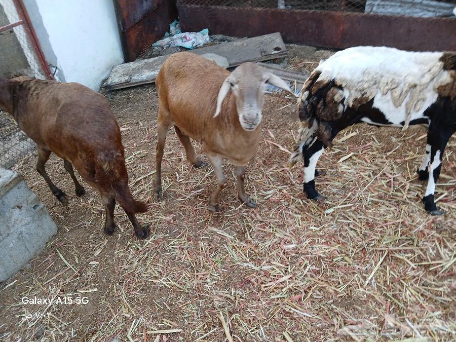 Sawakni sheep, the tooth is a collector and the site is poets.63121180413570112