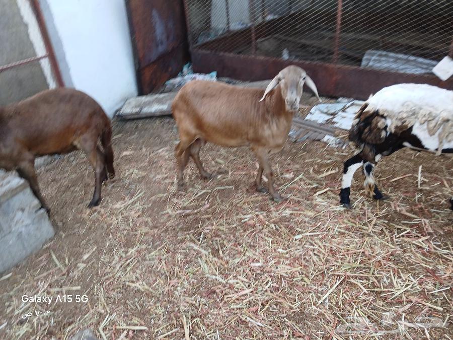 Sawakni sheep, the tooth is a collector and the site is poets.63121180413570114