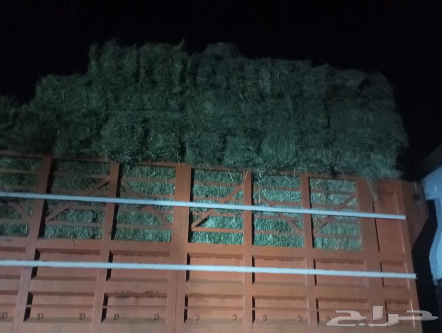 Hello, feed markets in Wadi Al-Dawasir63176217258883112