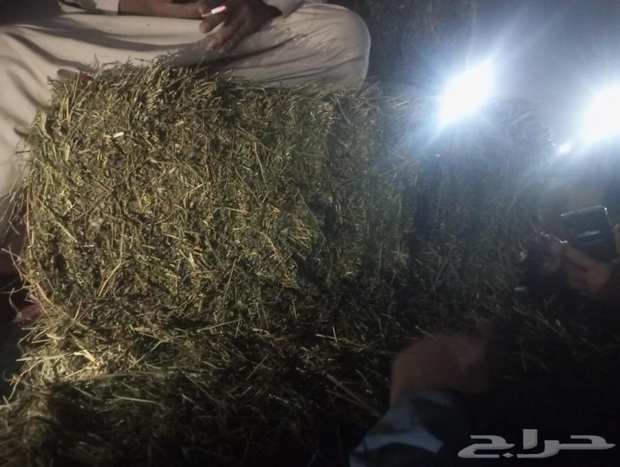 Hello, feed markets in Wadi Al-Dawasir631762172588831125