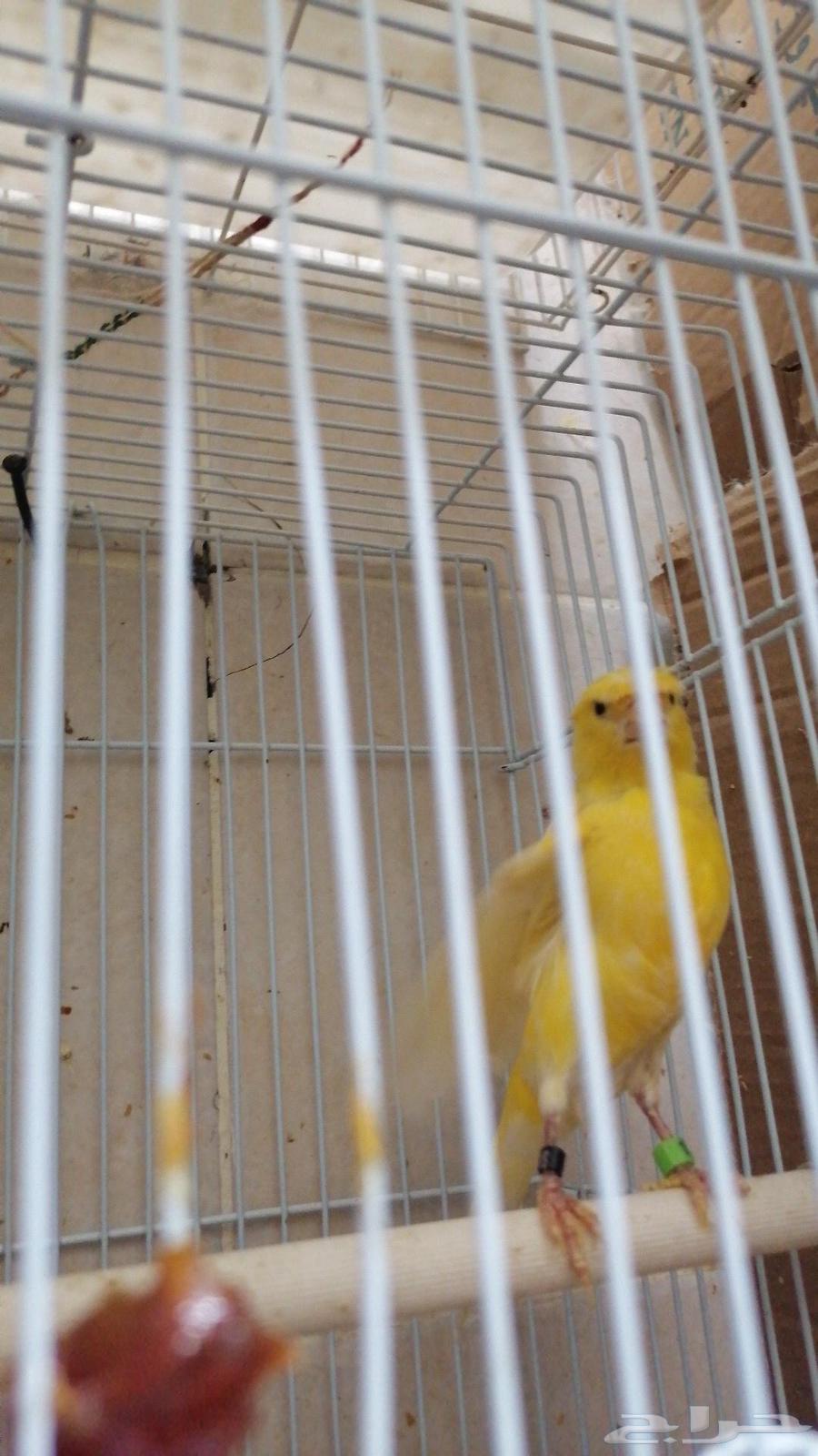 Canary Crest63121560411266112