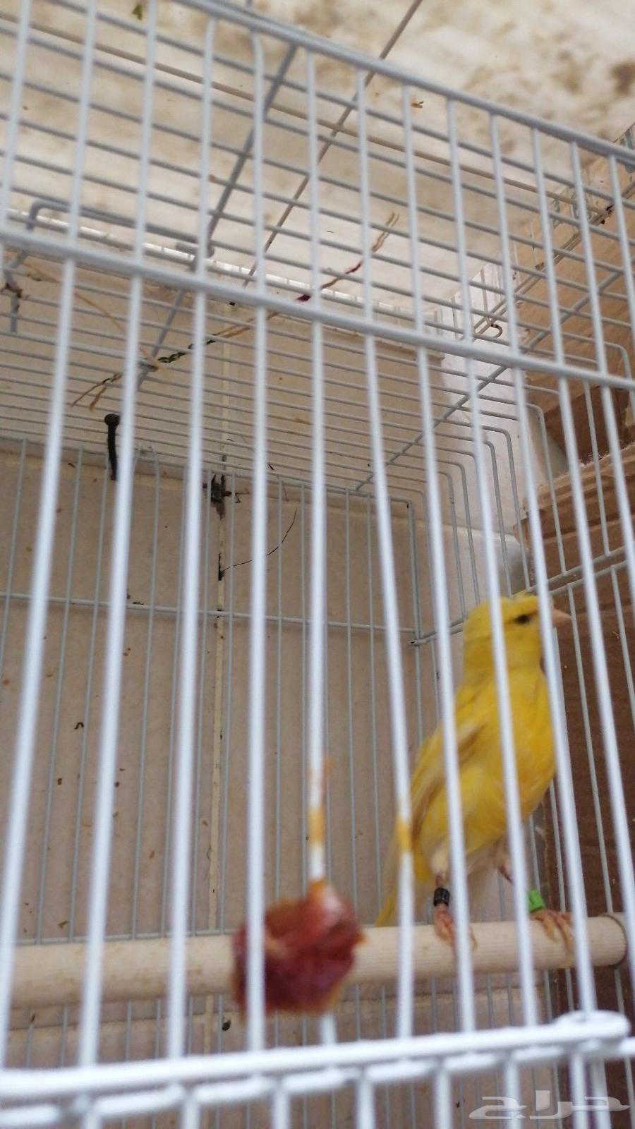 Canary Crest63121560411266111