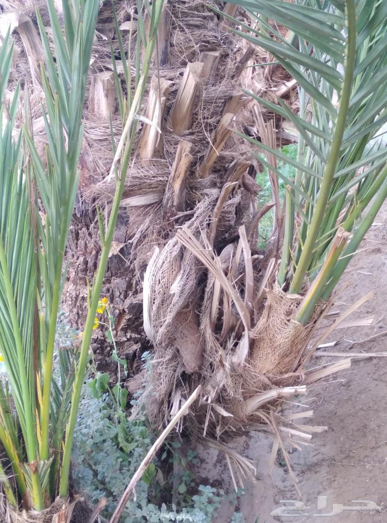 Palm tree question, white color, for sale in Najran63121584276738114