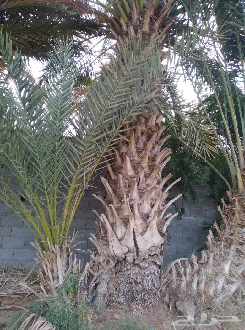 Palm tree question, white color, for sale in Najran63121584276738113