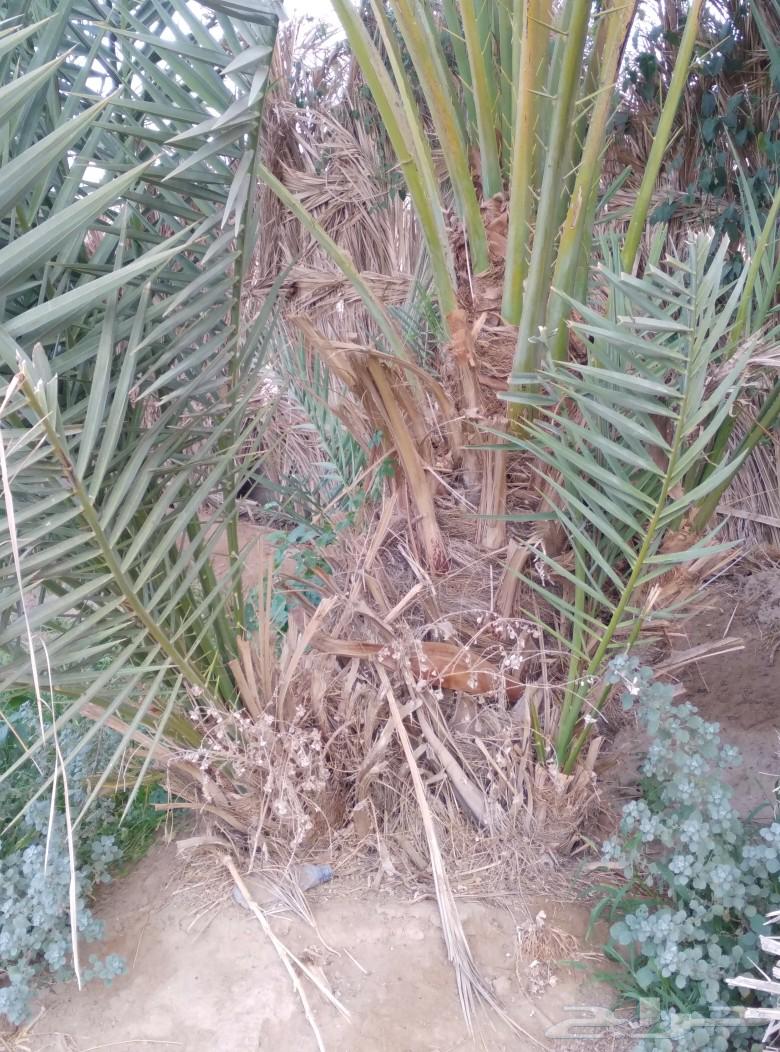 Palm tree question, white color, for sale in Najran63121584276738112
