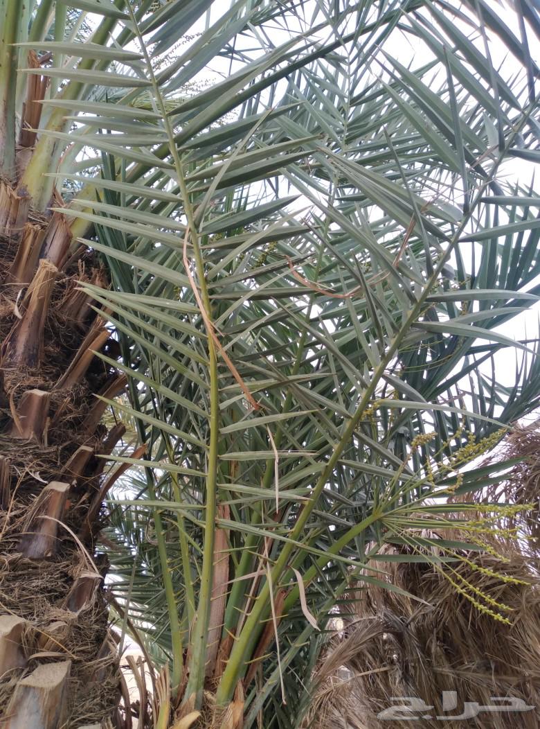 Palm tree question, white color, for sale in Najran63121584276738111